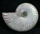 Silver Iridescent Ammonite - Madagascar #7788-1
